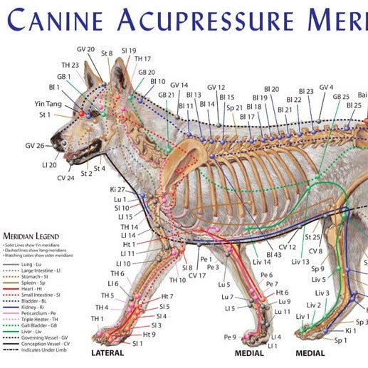 Canine acupressure meridian chart | Dog acupressure points chart