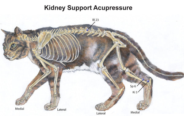 acupoints to use for Feline Kidney Disorders